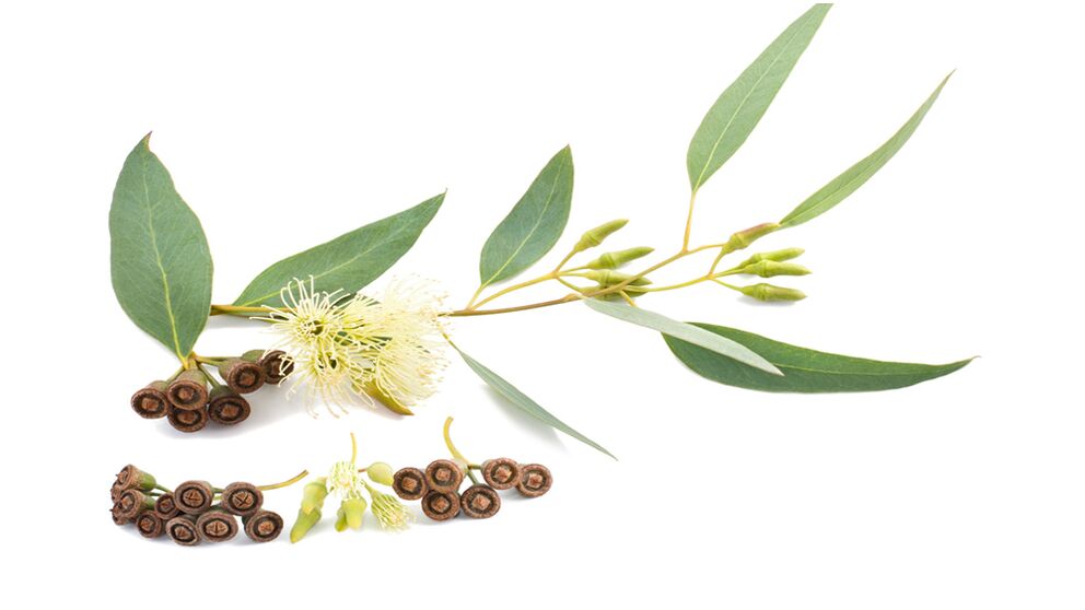 Eucalyptus em Hondrolife